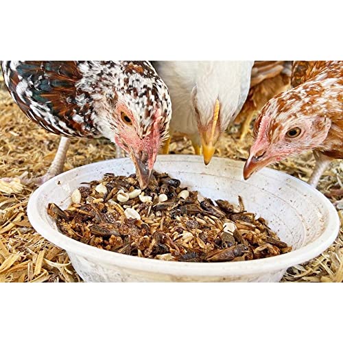 1/2 Pound Dried Crickets - High Protein Insect Treat - Chickens, Wild Birds, Hedgehogs, Bluebirds, Reptiles, Sugar Gliders, Opossums, Skunks, Lizards, Bearded Dragons, Fish, Turtles 8 oz. (1 Pack)