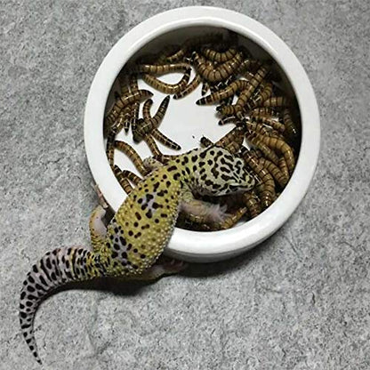Tfwadmx 2 Pack Reptile Food Bowl, Mini Ceramic Water Feeder Bowl, Reptile Worm Feeding Dish for Lizard Turtle Bearded Dragon Anoles Crested Gecko Hermit Crab Leopard Gecko Chameleon Corn Snake - size: 1 Pc 2.7 '' x 0.8 ''