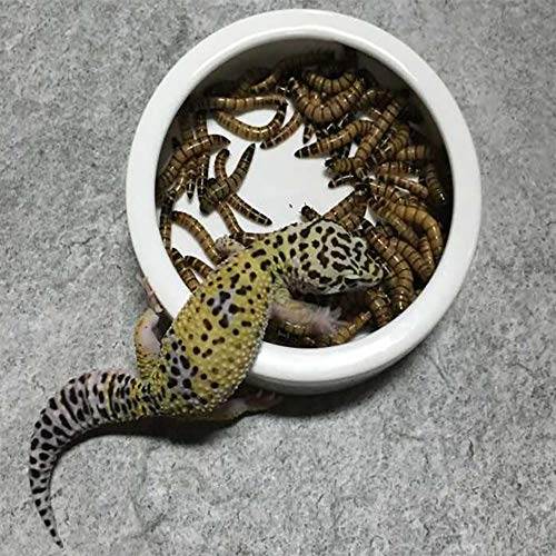 Tfwadmx 2 Pack Reptile Food Bowl, Mini Ceramic Water Feeder Bowl, Reptile Worm Feeding Dish for Lizard Turtle Bearded Dragon Anoles Crested Gecko Hermit Crab Leopard Gecko Chameleon Corn Snake - size: 1 Pc 2.7 '' x 0.8 ''