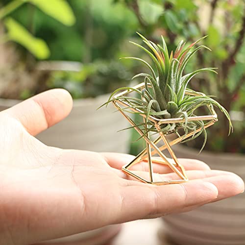 Geometric Air Plant Holder Airplants Rack Metal Plants Stand Planter Shelves Himmeli Living Decor Tillandsia Pot Containers (Gold 3pcs)