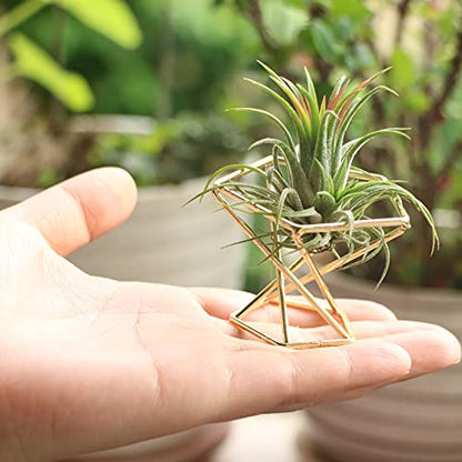 Geometric Air Plant Holder Airplants Rack Metal Plants Stand Planter Shelves Himmeli Living Decor Tillandsia Pot Containers (Gold 3pcs)