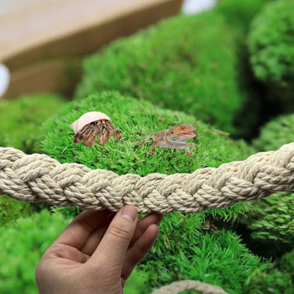 2 Pcs Hermit Crab Sturdy Twine Ladder, Hermit Crab Vine Climbing Toys, Reptile Tank Terrarium Accessories for Hermit Crab Geckos Snakes Lizards Geckos Tree Frogs