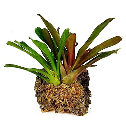 Reptile Spagnum Moss Sphagnum Moss Dried Spagnum Dry Moss for Reptiles Bedding and Terrarium Pet Supplies 150g