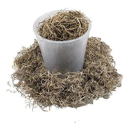 Premium Natural Spanish Moss | Natural Preserved - Great Ground Cover - Filler for Potted Plants - 2 Quart Bag (GRD-SPANISH-MOSS-2QT) - color: SPANISH MOSS, size: 2 Quart