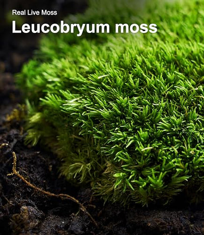 Live Leucobryum Moss 2-Pack 3.5x7in for Terrariums & Bonsai | Soft Cushion Texture, Easy to Shape, Natural Ground Cover, Orchid Displays, Miniature Landscapes, Plant Decor, Moss Art