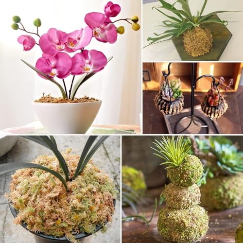 1.1 lb Sphagnum Moss for Plants Indoor, Natural Long Fiber Sphagnum Orchid Moss Bulk for Carnivorous Plants, Succulents, Monstera, Flower & Reptile Terrariums Habitats (Expands to 25 qt) - size: 1.1 pounds