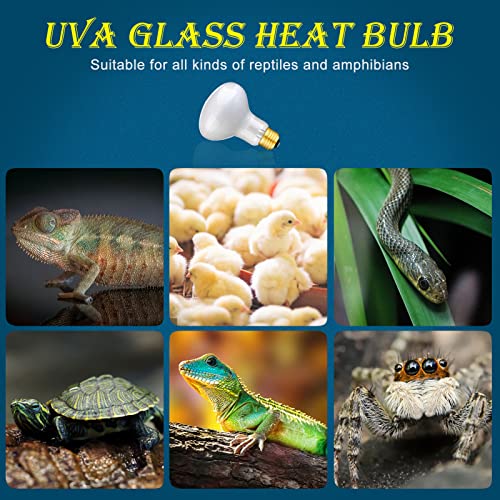 2 Pack 75W Reptile UVA Infrared Basking Spot Lamp, Sun Glow Daylight Heat Bulb, Soft White Glass Light for Reptile & Amphibian, Bearded Dragon, Lizard, Tortoise, Hedgehogs