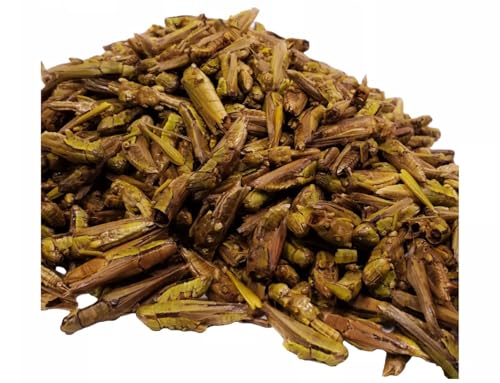 Grasshoppers - Freeze Dried Grasshoppers for Tropical Fish, Reptiles, Turtles, Tortoises Frogs, Hamsters, Birds, Rodents…5oz Med Jar - size: 5 Ounce (Pack of 1)