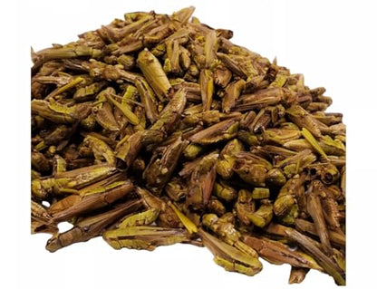 Grasshoppers - Freeze Dried Grasshoppers for Tropical Fish, Reptiles, Turtles, Tortoises Frogs, Hamsters, Birds, Rodents…5oz Med Jar - size: 5 Ounce (Pack of 1)