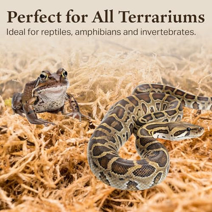 Sphagnum Moss for Terrarium Habitats, Small 2-Pack | Preserved Moss for Reptiles, Amphibians & Invertebrates Terrariums, Humidity Control, Soft, Dye-Free, Family Owned, USA Made - size: Small 2-pack, style: Sphagnum Moss