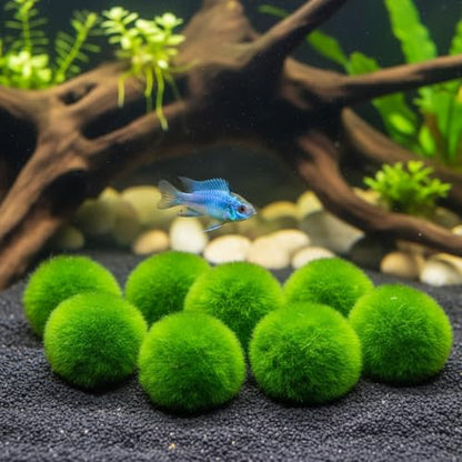 Plantas Naturales, 4-Pack Live Marimo Moss Balls, 2.7-2.9cm After Soaking - Natural Aquarium Plants for Fish Tank Decor & Ecological Bottles, Marimo Planta Viva