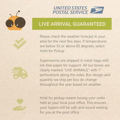Live Superworms (100, Superworm)