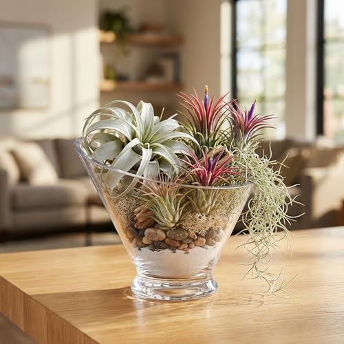 WGVI Slant Cut Calyx Glass Vase, Width 7.25", Height 6.25", Clear Terrarium, Candy Dish, Fruit Jar, Floral Container for Wedding Party Event, Home Office Decor, 1 Piece - size: Slant Cut 6.25"H