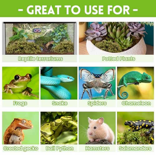 Riare 3.5oz Natural Sphagnum Moss for Reptiles, Terrarium Substrate Bedding | 4QT High Expansion, Moisture Retention, Helps Shedding, Long Fibered Dried Moss for Leopard Gecko, Snake, Frog, Turtle - color: 3.5 OZ