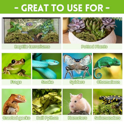 Riare 3.5oz Natural Sphagnum Moss for Reptiles, Terrarium Substrate Bedding | 4QT High Expansion, Moisture Retention, Helps Shedding, Long Fibered Dried Moss for Leopard Gecko, Snake, Frog, Turtle - color: 3.5 OZ