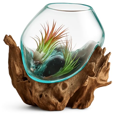 OMA Molten Glass on Driftwood – Hand-Blown Melted Glass Vase, Terrarium, or Planter for Coastal & Boho Home Décor (6"–7" High) - size: 6" High
