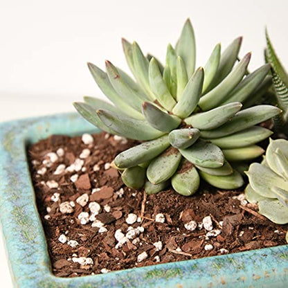 Perfect Plants Succulent & Cactus Soil, 1 qt, Organic Potting Mix | Fast draining blend of peat moss, composted pine bark, perlite and lime for the dry roots cacti love, resealable bag - size: 1 quart