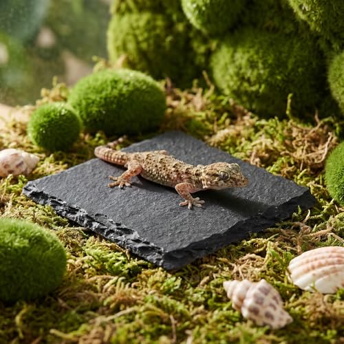 Yuanchu Reptile Basking Platform, Slate Tortoise Rock Plate, Natural Rock Reptile Food Dish Bowl, Habitat Decor for Turtle Bearded Dragon Lizard Gecko Snake