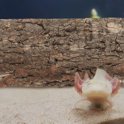 Alipis Cork Bark: Terrarium Cork Background - Natural Tree Bark Flats Reptile Habitat Decor Climbing Platform for Gecko, Snake, and Aquarium Fish Tank Background