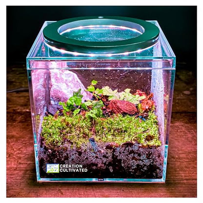 Tiny Terrarium Kit 4x4 Inch – DIY BioActive Starter Kit with Live Tropical Plants, Halo LED Grow Light, Soil, Drainage, 25 Dwarf White Isopods, and 25 Fire-Orange Springtails