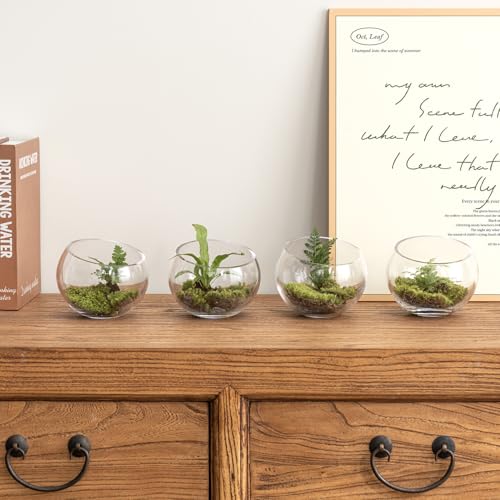 MyGift Premium Hotel Series 5 Inch Round Clear Glass Air Plant Terrariums, Mini Candy Bowl Jars, Tealight Candle Holders, Succulent Cactus Vases, Set of 4 - size: Set of 4 (Round)