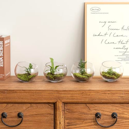 MyGift Premium Hotel Series 5 Inch Round Clear Glass Air Plant Terrariums, Mini Candy Bowl Jars, Tealight Candle Holders, Succulent Cactus Vases, Set of 4 - size: Set of 4 (Round)