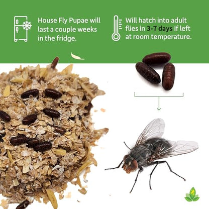 Josh's Frogs House Fly Pupae (250 Count) | Hatch Flying Feeders for Chameleons, Anoles, Jumping Spiders, Mantids, and More