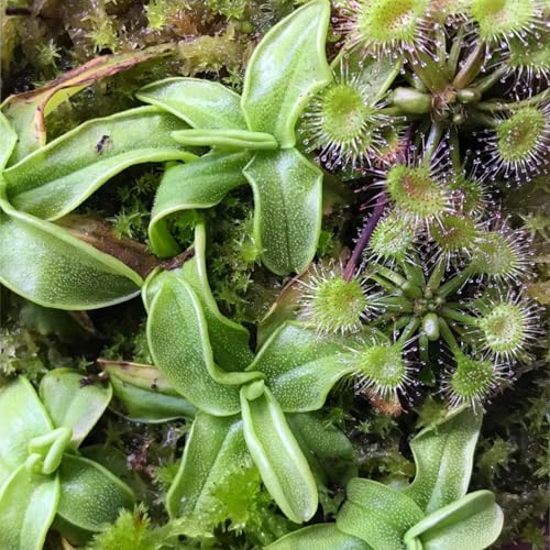 Round-Leaved Sundew VitroTissue Culture Cup – Live Plant for Terrariums & Aquariums Sundew Plant Freshwater Live Aquarium Plants Fish Tank Decoration