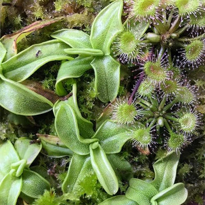Round-Leaved Sundew VitroTissue Culture Cup – Live Plant for Terrariums & Aquariums Sundew Plant Freshwater Live Aquarium Plants Fish Tank Decoration