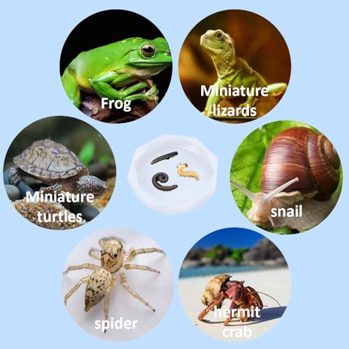 Snail Food and Water Bowl, Pet Snail Feeder, Small Reptile Food Dish Bowl Silicone Calcium Dish for Land Snails Lizard Gecko Bearded Dragon Chameleon and Hermit Crab (White, 2 Pcs)