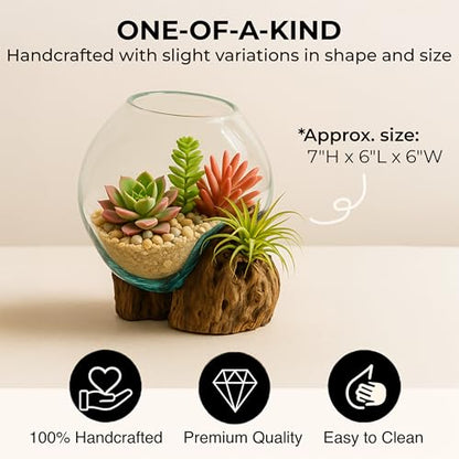 Cape Craftsmen 7" Hand-Blown Blue Tinted Bubble Glass On Natural Teak Driftwood Terrarium Kit | Home Décor Indoor Planter with Stand | Pot for Succulent and Plants - size: Small (With Stand)