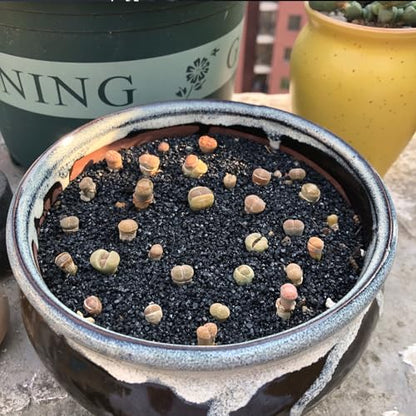 FANTIAN Black Aquarium Sand, 10 lbs Fish Tank Sand | Aquarium Substrate Gravel, Safe for Fish Tank, Shrimp, Turtle, Terrariums, Aquatic, Plant, Fire Pits, Candle, Vase, Crafts - color: Glossy Black, size: 10 LB