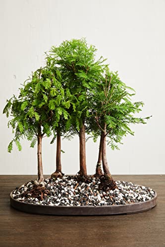 Black Lava Rock | 2 Quarts Bag | 1/4” Particle Size | Soil Aggregate for Bonsai, Cactus, Succulents, Aquariums, and More | Enables Optimal Drainage and Soil Aeration | The Bonsai Supply