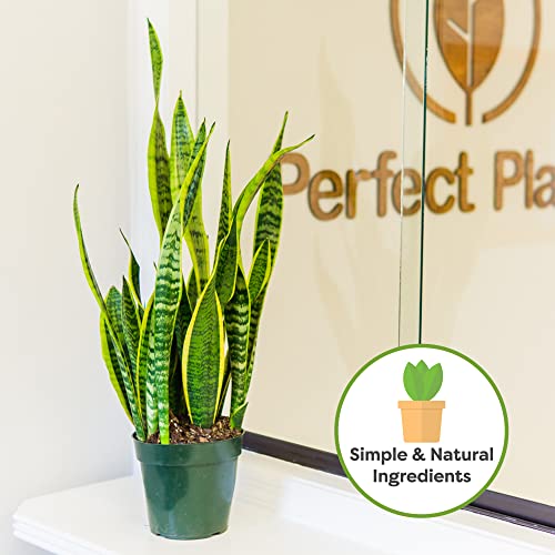 Perfect Plants Snake Plant Soil, 8 qt, Coco Coir Potting Mix | All-natural pine bark, perlite and sand for indoor Sansevieria, drains quickly and resists compaction, no added fertilizer - size: 8qt.