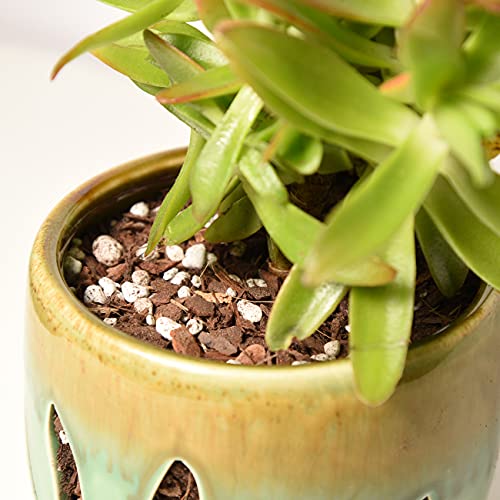 Perfect Plants Succulent & Cactus Soil, 1 qt, Organic Potting Mix | Fast draining blend of peat moss, composted pine bark, perlite and lime for the dry roots cacti love, resealable bag - size: 1 quart