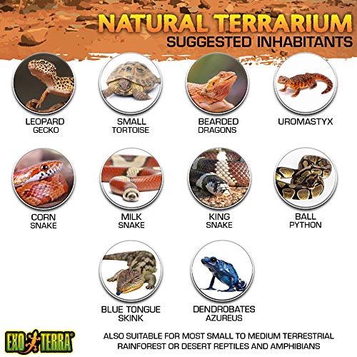 Exo Terra Glass Terrarium Kit, for Reptiles and Amphibians, Nano, 8 x 8 x 8 inches, PT2599A1 - size: 8 x 8 x 8 Inches