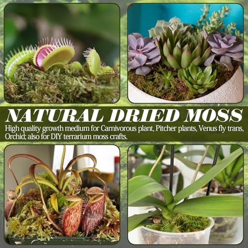 1.1 lb Premium Sphagnum Moss for Reptiles | 25 qt Green Natural Reptile Moss Bedding, Long Fiber Reptile Moss for Leopards, Geckos, Snakes, Turtles, Frogs - color: 1.1lb