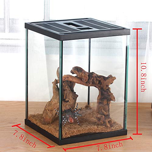 Vertical Glass Terrarium for Mantis, 7.8 x 7.8 x 10.8 in | 2.84 US Gal Glass Insect Habitat Kit for Tarantula Sling, Snail and Small Insects, Animals Not Included - size: L7.8 x W7.8 x H10.8 inches