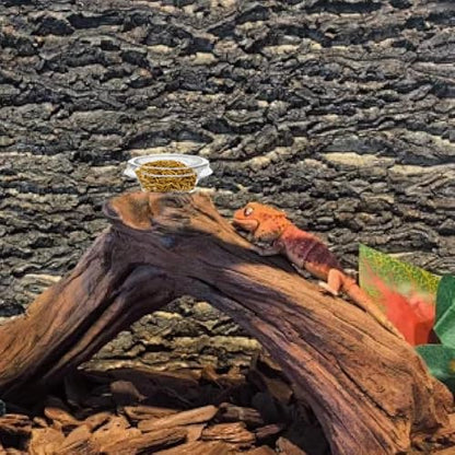 100 Pcs Gecko Food and Water Cups Small Plastic Feeder Cups Reptiles Accessories Reptile Water Bowl Gecko Food Cups Reptile Feeding Bowls for Gecko Lizards Tarantula and Other Small Pets (0.5oz)
