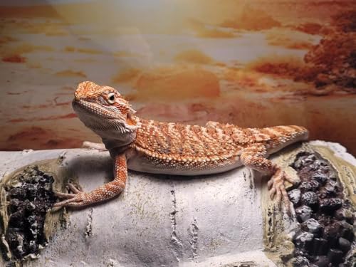 Large Artificial Birch Log Hide Reptile Shelter Basking Bark Corn Snake Gecko Sleeping Cave Wood Shape Hideout Terrarium Bush Landscaping Ornament (L) - size: L