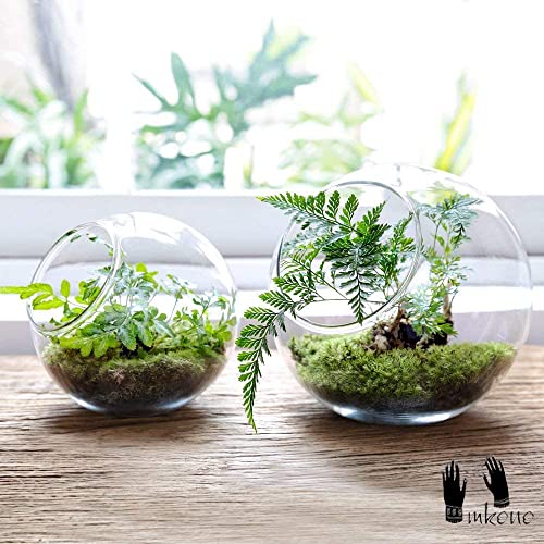 Mkono Plant Terrarium Display Glass Tabletop Succulent Air Plant Planter Globe Microlandschaft House, M | Succulent Holder, Oblique Mouth Opening, DIY Airplant Display, Multi-Purpose, Home Balcony Office Decor, Plant Lover Gift