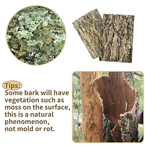 Fhiny 2 PCS Cork Bark Background, 11.6" x 7.7" Natural Reptile Terrarium Backdrop, Reptile Climbing Wall Decor for Bearded Dragon, Gecko, Chameleon, Snake
