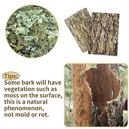Fhiny 2 PCS Cork Bark Background, 11.6" x 7.7" Natural Reptile Terrarium Backdrop, Reptile Climbing Wall Decor for Bearded Dragon, Gecko, Chameleon, Snake