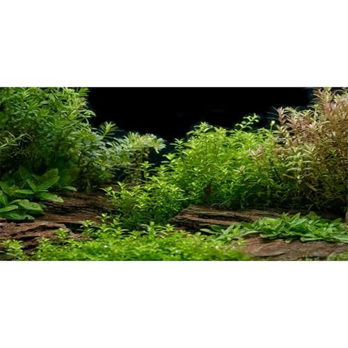 Aquarium Background Aquatic Plant Fish Tank Background Vinyl 48x20 inches - size: 48x20in/120x50cm