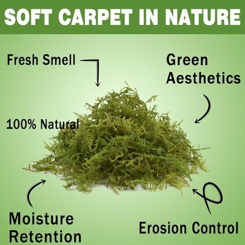 Sphagnum Moss 2.2 LB Long Fiber Green Forest Moss | Ideal for Repotting Orchids, succulents, and Indoor Plants Natural Sphagnum Retains Moisture, Improves Root Aeration - size: 2.2 LB