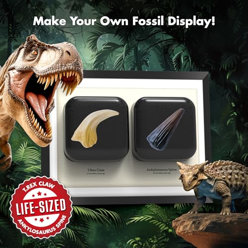 Dinosaur Dig Kit - Excavate 2 Life-Sized Fossils (T.Rex Claw & Ankylosaurus Spine) - STEM Authenticated Science Toy with Tools & Display Frame - Gifts for Boys & Girls Ages 6-12 - size: T.Rex Claw & Ankylosaurus Spine