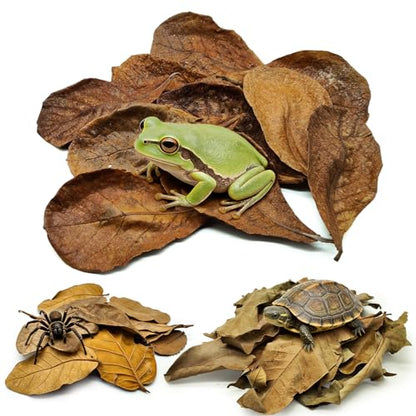 Dry Oak Leaf Litter for Reptiles,20Pcs Oak,30Pcs Longan & 10PCS Indian Almond Leaves,Leaf Litter Isopods Live Substrate Terrarium Bedding for Turtle,Snakes,Frogs,Isopod,Spider, Cricket