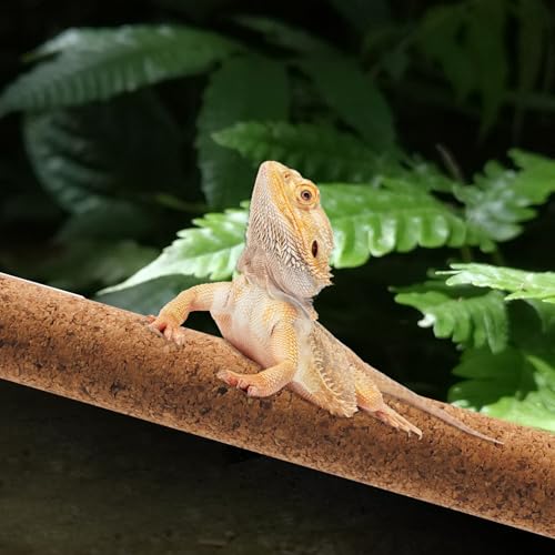 PINVNBY Cork Branches for Reptiles,2 Pcs Natural Wood Bearded Dragon Stick Snake Climbing Branch Habitat Log Decor for Tree Frog Lizard Gecko Spider Chameleon - size: M:11.81”Lx1.65”Wx1.65”H