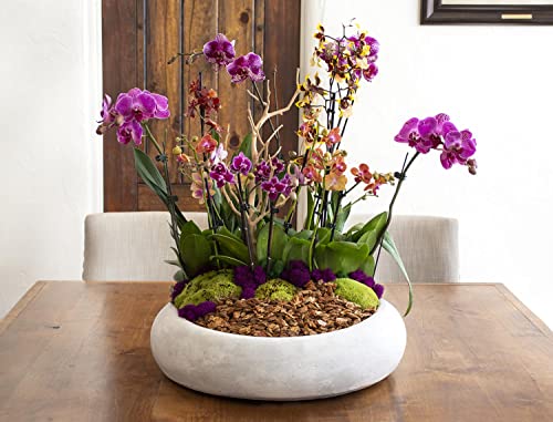SuperMoss (23114) Orchid Potting Bark, Natural, 4 quarts (Pack of 8) - size: 200 Cu. In., style: Natural