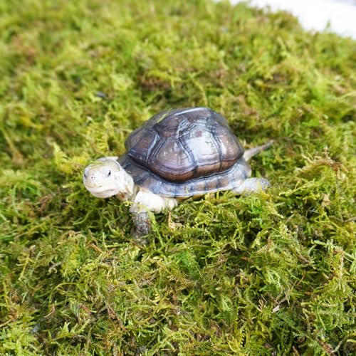 Sphagnum Moss for Tortoise - 8oz Natural Reptile Substrate for Humidity & Burrowing, Moisture-Retaining Terrarium Bedding for Box Turtles, Hermit Crabs & Amphibians, Decorative Vivarium Moss